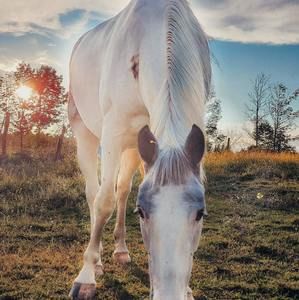 Meet your Posher, Caden